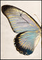 Turkusowy Motyl Lewy Złoty Plakat 50x70cm