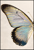 Turkusowy Motyl Lewy Złoty Plakat 50x70cm
