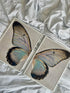 Turkusowy Motyl Prawy Złoty Plakat 50x70cm