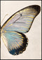 Turkusowy Motyl Prawy Złoty Plakat 50x70cm