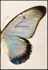 Turkusowy Motyl Prawy Złoty Plakat 50x70cm