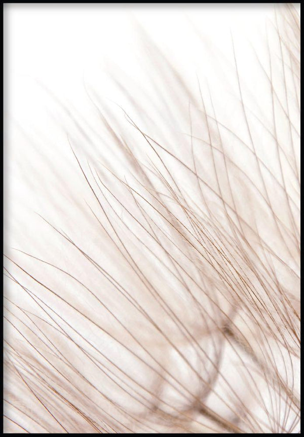 delikatny dmuchawiec plakat